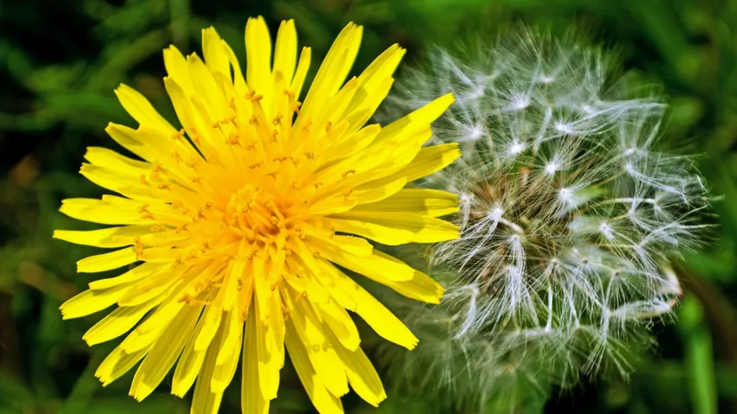 Wat zeggen paardenbloemen over het gazon.png Wat zeggen paardenbloemen over het gazon.png