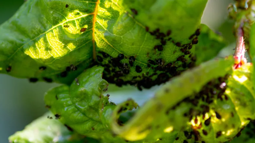 zwartebladluis zwarte bladluis bestrijden