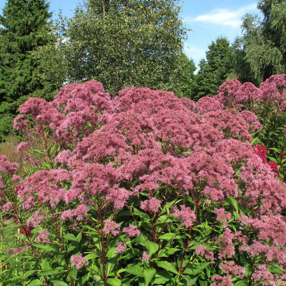 Grote groep roze, pluizige bloemen bloeit uitbundig in een zonnige tuin, omringd door groene struiken en hoge bomen onder een heldere blauwe lucht.