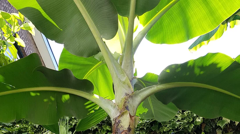 bananenplant bananenplant