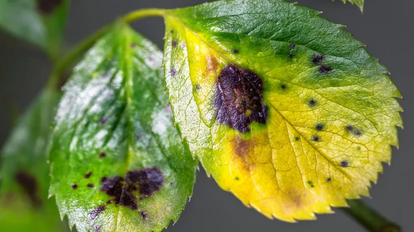 Zwarte vlekken op kamerplant bladeren.jpg Zwarte vlekken op kamerplant bladeren.jpg
