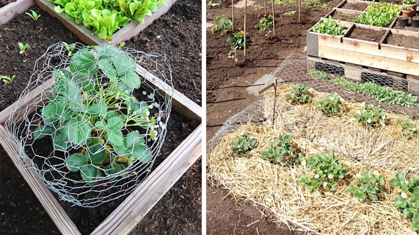 aardbei-floor aardbei-floor