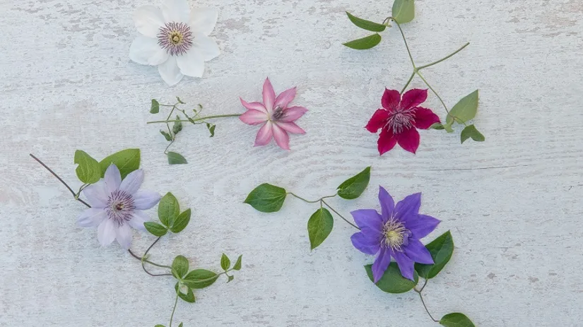 Clematis Clematis
