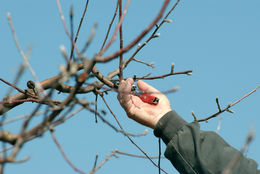 Perenboom snoeien en appelboom snoeien: zo doe je dat