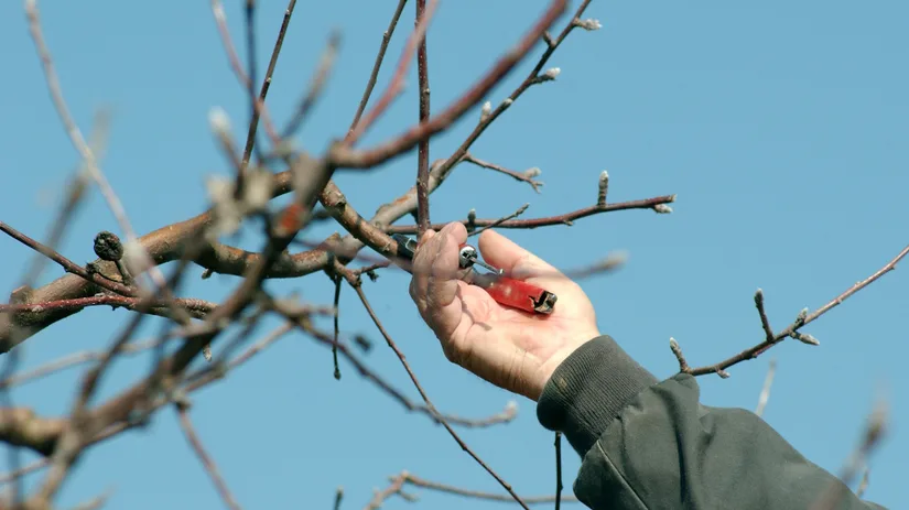 Perenboom snoeien en appelboom snoeien: zo doe je dat Perenboom snoeien en appelboom snoeien: zo doe je dat