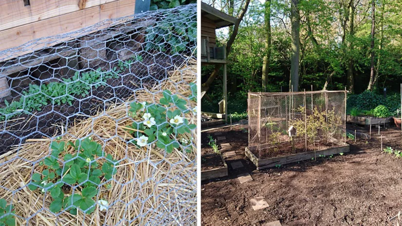 aardbeien afdekken aardbeien afdekken