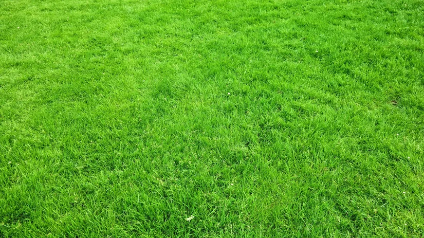 Hoe maak je je gazon groener? Hoe maak je je gazon groener?