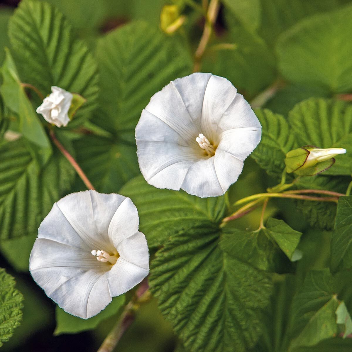 Haagwinde bestrijden