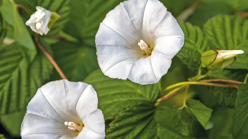 haagwinde-hedge-bindweed Haagwinde bestrijden