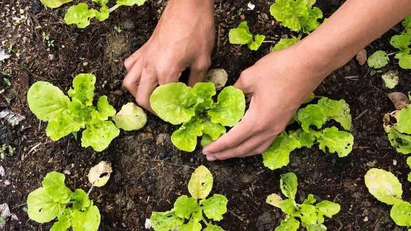 Zaaikalender moestuin (1).png Zaaikalender moestuin (1).png