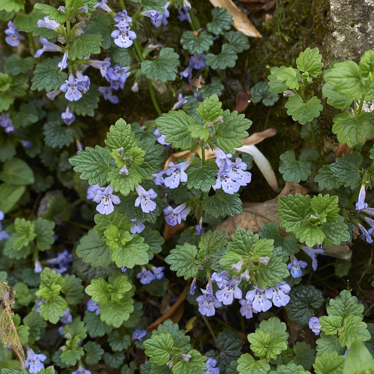 hondsdraf bestrijden