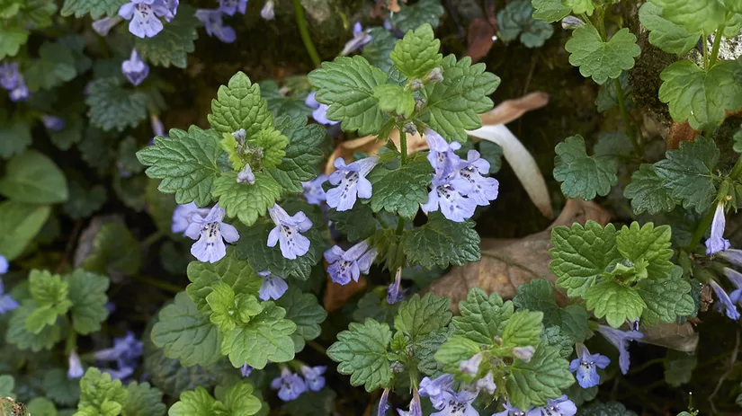 hondsdraf hondsdraf bestrijden