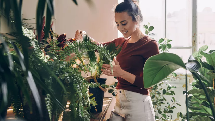 Kamerplanten verzorging in de herfst en winter Kamerplanten verzorging in de herfst en winter
