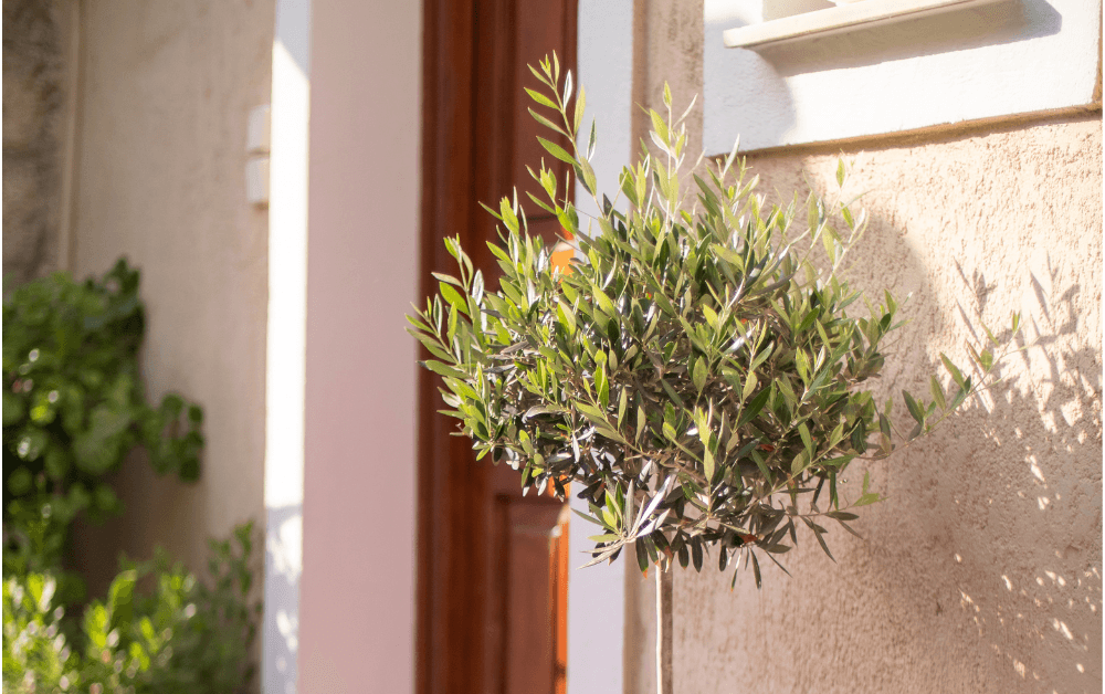 Zo ga je om met mediterrane planten