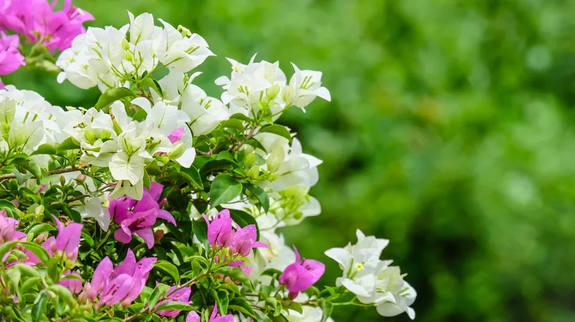 Tuin bemesten Tuin bemesten