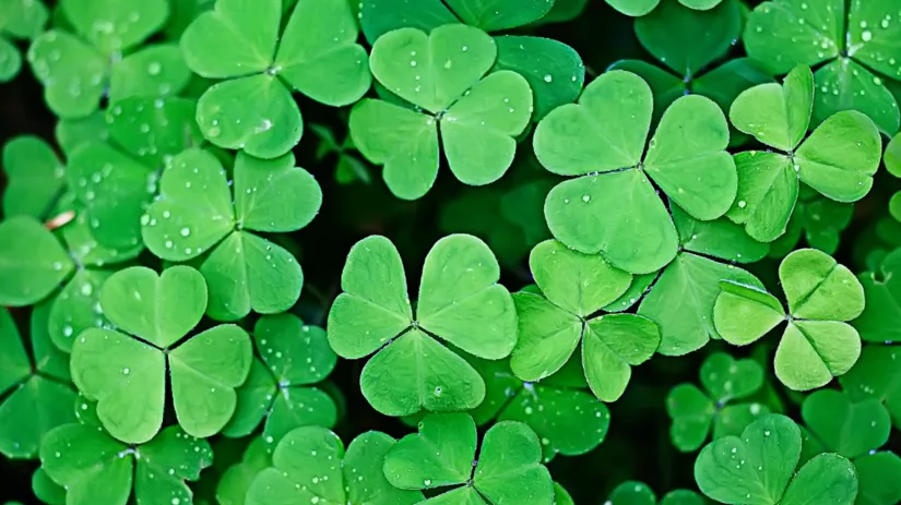 Klaver in gazon bestrijden Klaver in gazon bestrijden