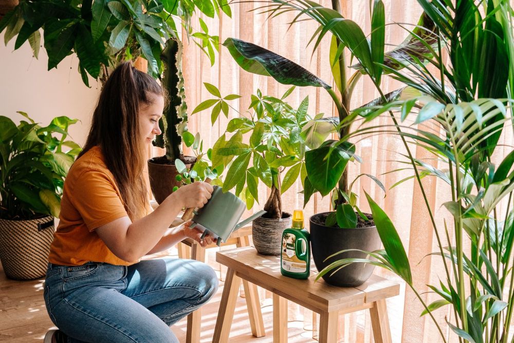 Wanneer kamerplanten voeding geven? Wanneer kamerplanten voeding geven?