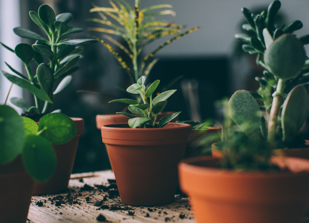 Hoe verzorg je een kamerplant?