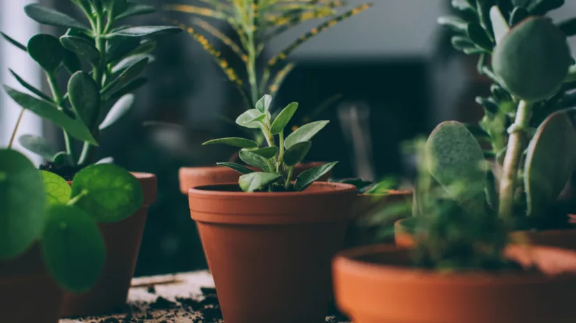 Hoe verzorg je een kamerplant? Hoe verzorg je een kamerplant?