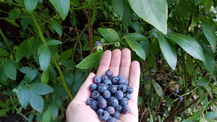 Blauwe bessen Floor heeft een hand vol blauwe bessen uit eigen moestuin