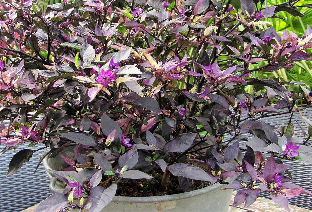 Diana Foto 3 Peper Purple Flash in pot.JPG