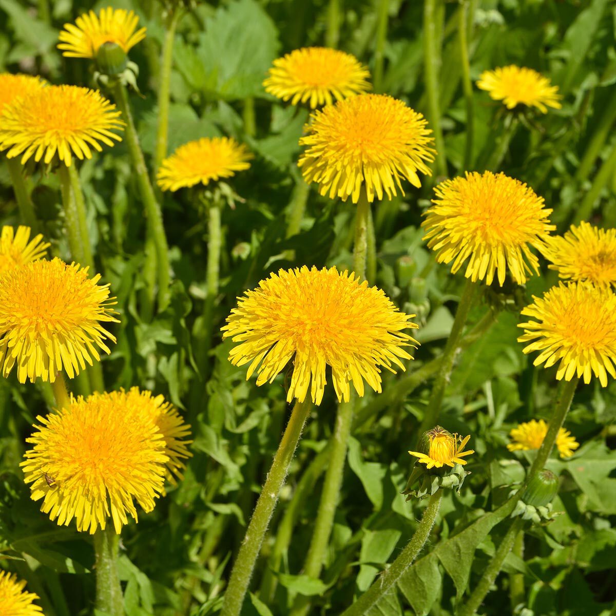 Paardenbloem in gazon