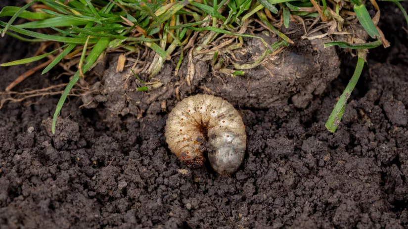 Wat zijn engerlingen? Wat zijn engerlingen?