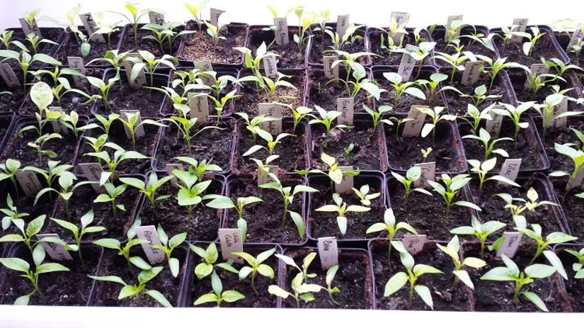 diana-foto-6-peperzaailingen-09-03-17 diana-foto-6-peperzaailingen-09-03-17