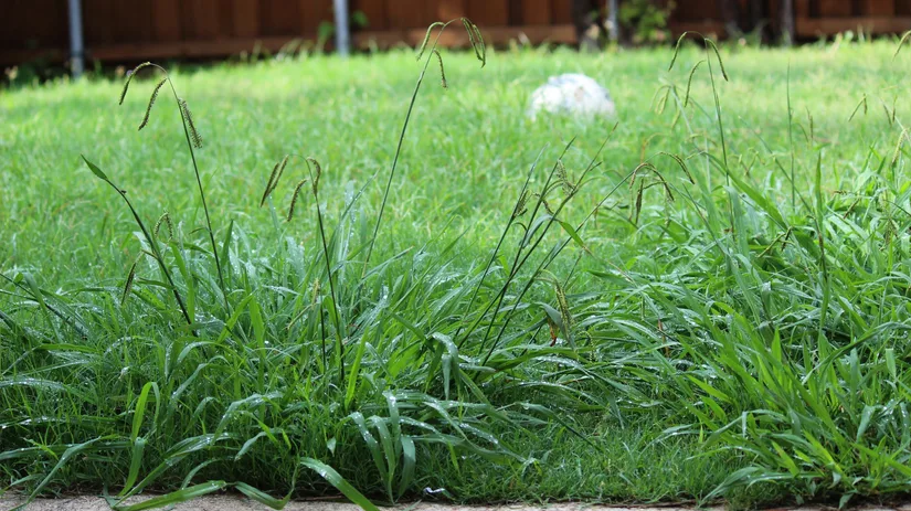 Wild gras in gazon Wild gras in gazon