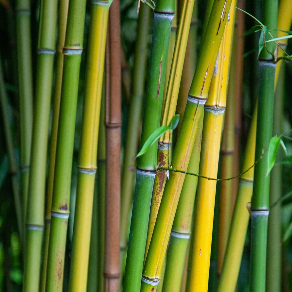 Extreem belangrijk Beschuldigingen voorbeeld Bamboe - Pokon - Groen doet je goed