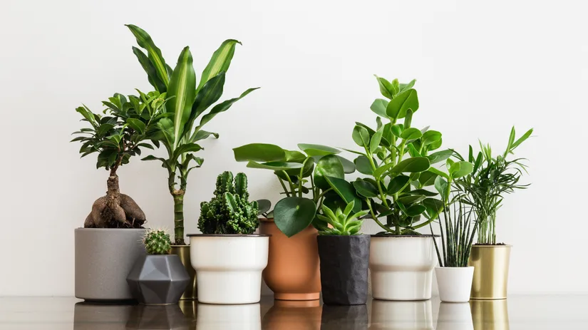 Zo kies je de perfecte pot voor iedere plant Zo kies je de perfecte pot voor iedere plant