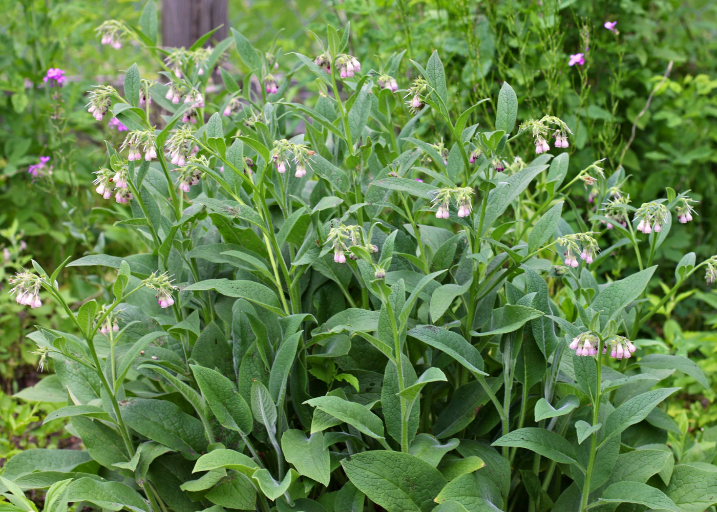 Smeerwortel bestrijden