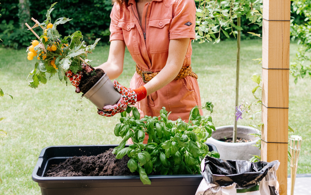 Mini moestuin starten in juni