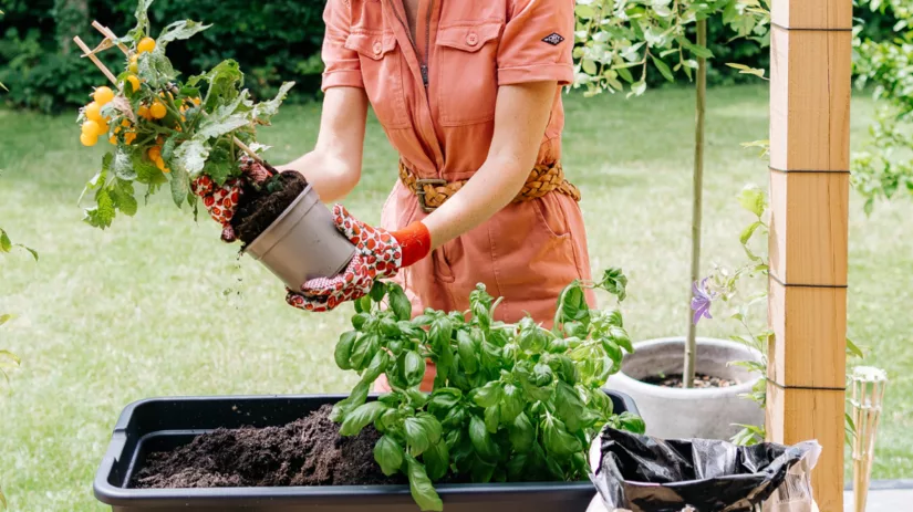 Mini moestuin starten in juni Mini moestuin starten in juni