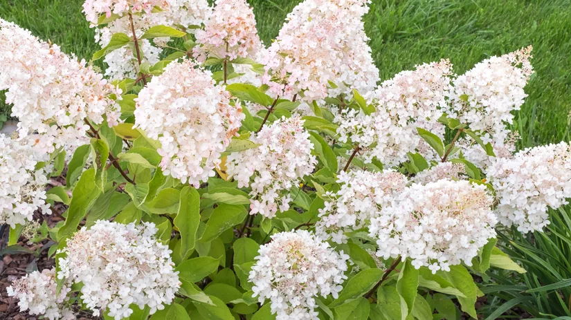 De mooiste Hortensia’s voor in de tuin De mooiste Hortensia’s voor in de tuin