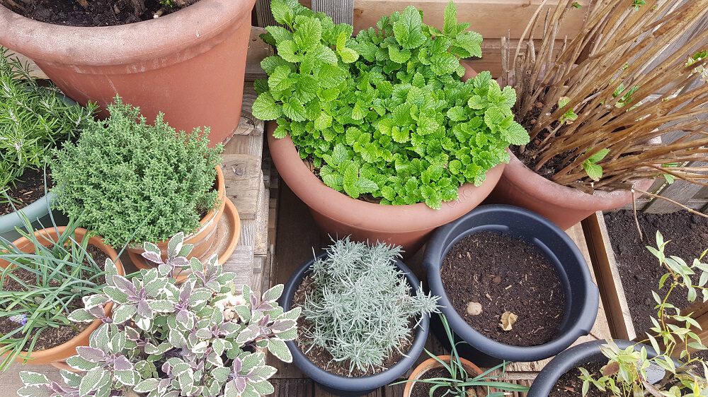 Maak je eigen theetuin op je balkon of terras