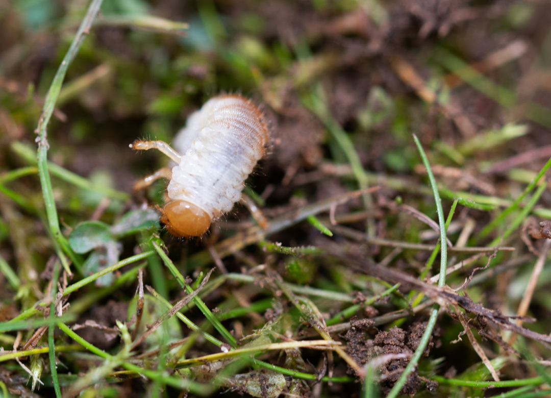 Engerlingen in gazon herkennen