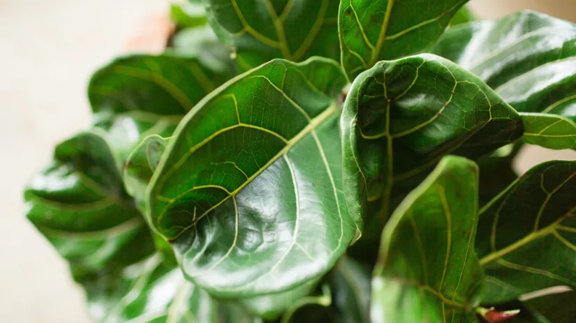 Kerstboom eruit, kamerplant erin! Kerstboom eruit, kamerplant erin!