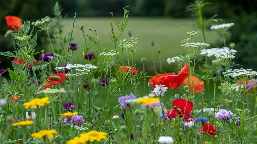 Wilde bloemen: de kleine redders in nood Wilde bloemen: de kleine redders in nood