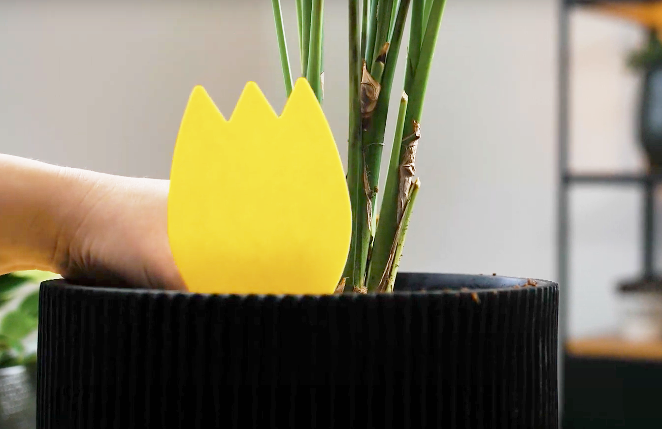 Vangplaatjes: Rouwvliegjes bestrijden