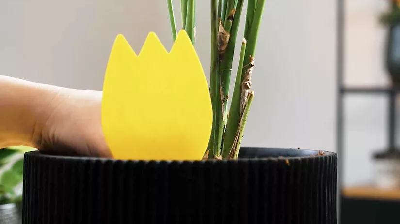 Vangplaatjes: Rouwvliegjes bestrijden Vangplaatjes: Rouwvliegjes bestrijden