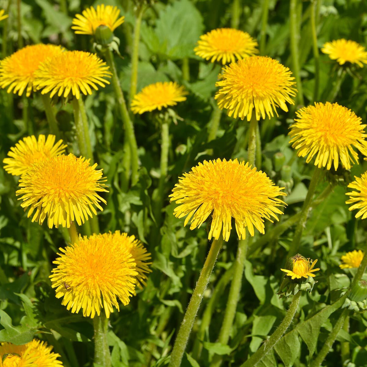 Paardenbloem in gazon
