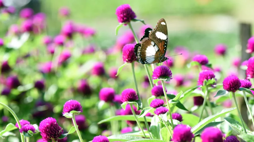 Een vlindertuin beginnen Een vlindertuin beginnen