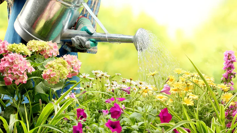 5 tips om watervriendelijk te tuinieren 5 tips om watervriendelijk te tuinieren