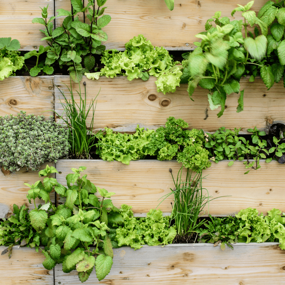 Verticale moestuin