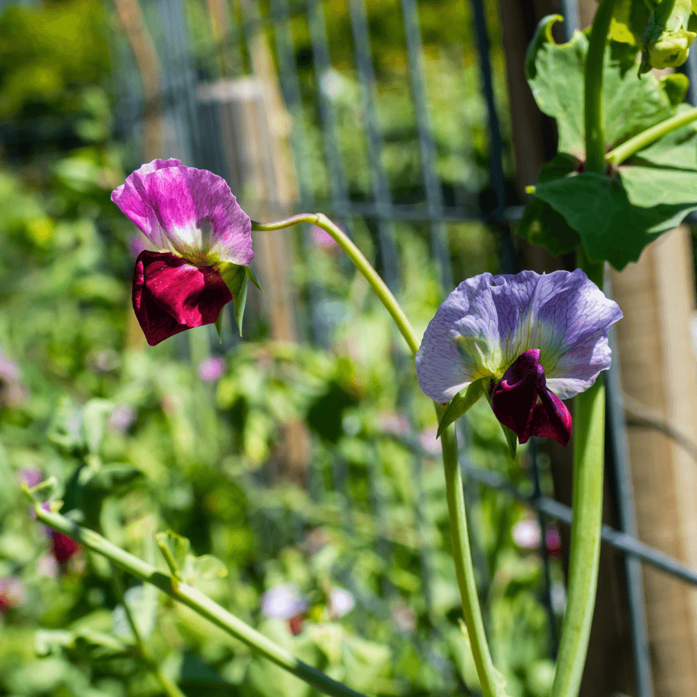 Twee paars-roze lathyrusbloemen buigen aan dunne stengels, bloemblaadjes geopend rond een donkere keel, tegen een vage groene tuinachtergrond met een metalen hek.
