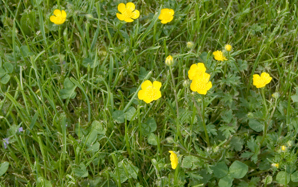 boterbloem onkruid herkennen