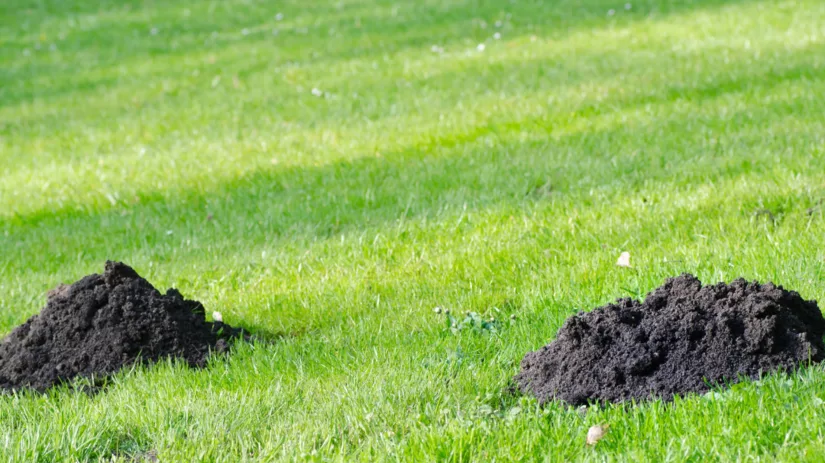 Gaten in gazon Gaten in gazon