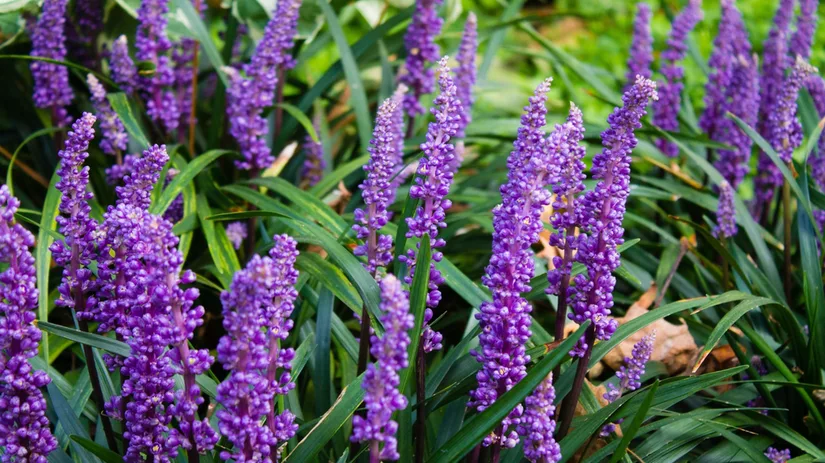 Schaduwrijke tuin? 8 fleurige planten voor een border in de schaduw Schaduwrijke tuin? 8 fleurige planten voor een border in de schaduw