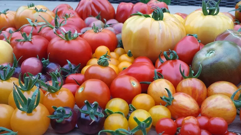 tomaten tomaten